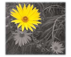 Perennial Sunflowers Perennial Sunflowers for Celestial Vibrations