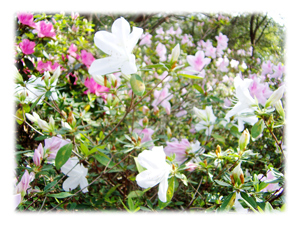 seven-azaleas seven azaleas