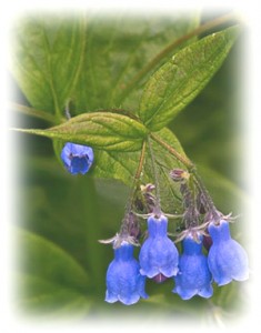 blue-bells